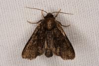 Oligia