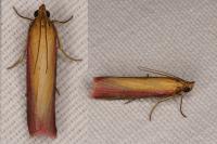Oncocera semirubella