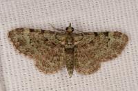 Pasiphila rectangulata