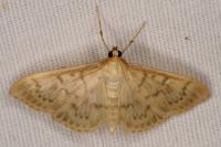Patania ruralis