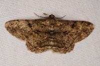 Peribatodes rhomboidaria rhomboidaria