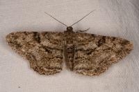 Peribatodes rhomboidaria rhomboidaria