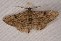 Peribatodes rhomboidaria rhomboidaria