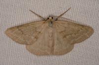 Pseudoterpna pruinata