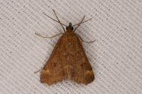 Pyrausta despicata