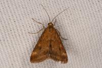 Pyrausta despicata
