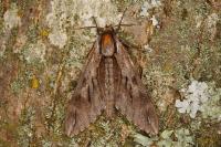 Hyloicus pinastri