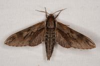 Hyloicus pinastri