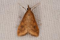 Udea ferrugalis