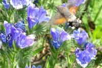 Macroglossum stellatarum