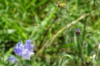 Hemaris fuciformis