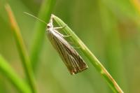 Chrysoteuchia culmella