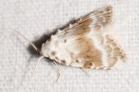 Meganola albula