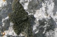 Psodos canaliculata