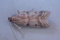Ephestia woodiella