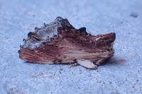 Ptilodon cucullina
