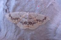 Cyclophora annularia