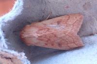 Mythimna vitellina