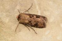 Agrotis clavis clavis