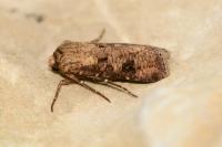 Agrotis clavis clavis