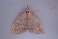Pechipogo strigilata