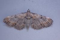 Eupithecia pyreneata