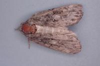 Nycteola revayana