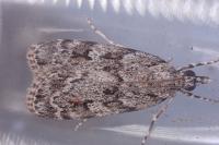 Scoparia basistrigalis