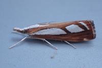 Catoptria permutatellus