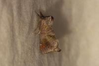Clostera pigra