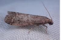 Ephestia woodiella