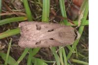Agrotis exclamationis exclamationis