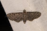 Eupithecia ultimaria