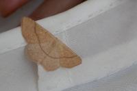 Cyclophora suppunctaria