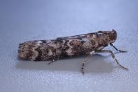 Dioryctria abietella