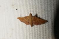 Endotricha flammealis