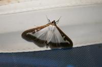 Cydalima perspectalis