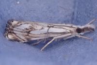 Catoptria falsella