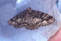 Parectropis similaria