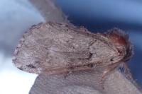 Drymonia obliterata