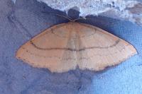 Cyclophora linearia