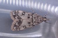 Eudonia lacustrata