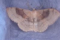 Idaea degeneraria