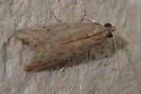 Ephestia woodiella