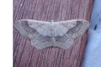 Idaea aversata