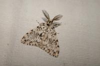 Lymantria monacha