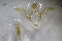 Ephestia woodiella