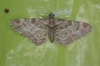 Gymnoscelis rufifasciata