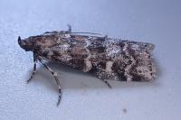 Dioryctria sylvestrella