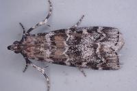 Dioryctria sylvestrella